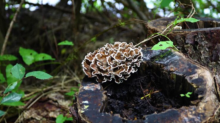 Brown and white fungus growing on a tree stump in Louisiana