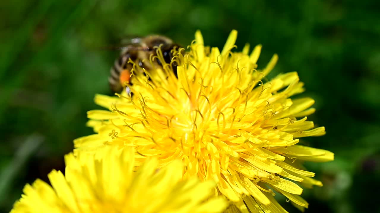 A abelha recolhe o pólen de uma flor amarela