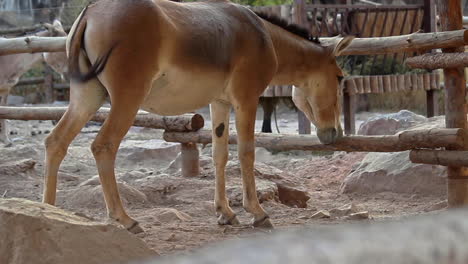 Pequeño-Caballo-Marrón-Caminando-Y-Luego-Deteniéndose-Junto-A-La-Cerca-De-Madera-En-El-Zoológico