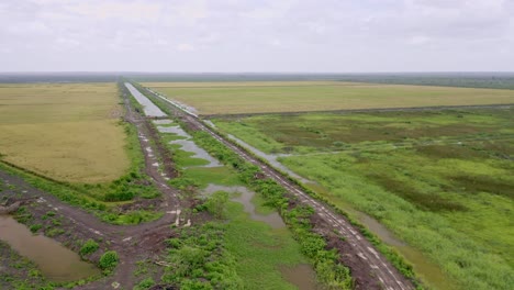 Antena:-Grandes-Campos-De-Arroz-Abiertos-Con-Un-Canal-Fluvial-Que-Los-Atraviesa,-Nickerie-Surinam