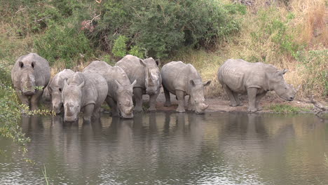 a crash of white rhinos gather at the watering hole to quench their thirst