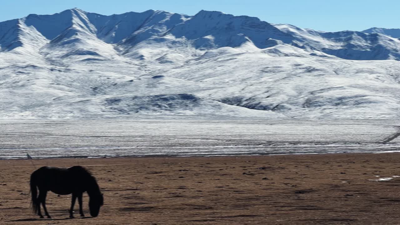 Qilian Grassland, Xining, Qinghai Province, China - Horses Graze Quietly on a Vast Brown Plain Beneath Towering, Snow-covered Mountains Under a Clear Blue Sky - Pan Right Shot