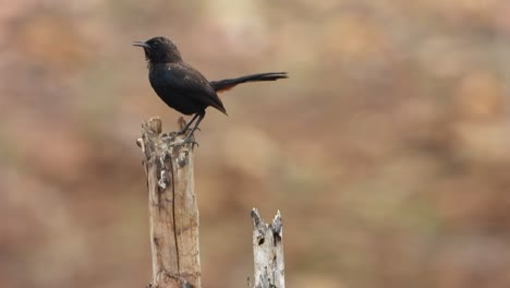 Petirrojo-Negro-En-árbol-Macho---Protección