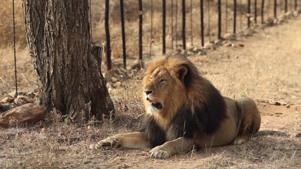 Massive black maned lion lying next to fence in Greater Kruger, South Africa