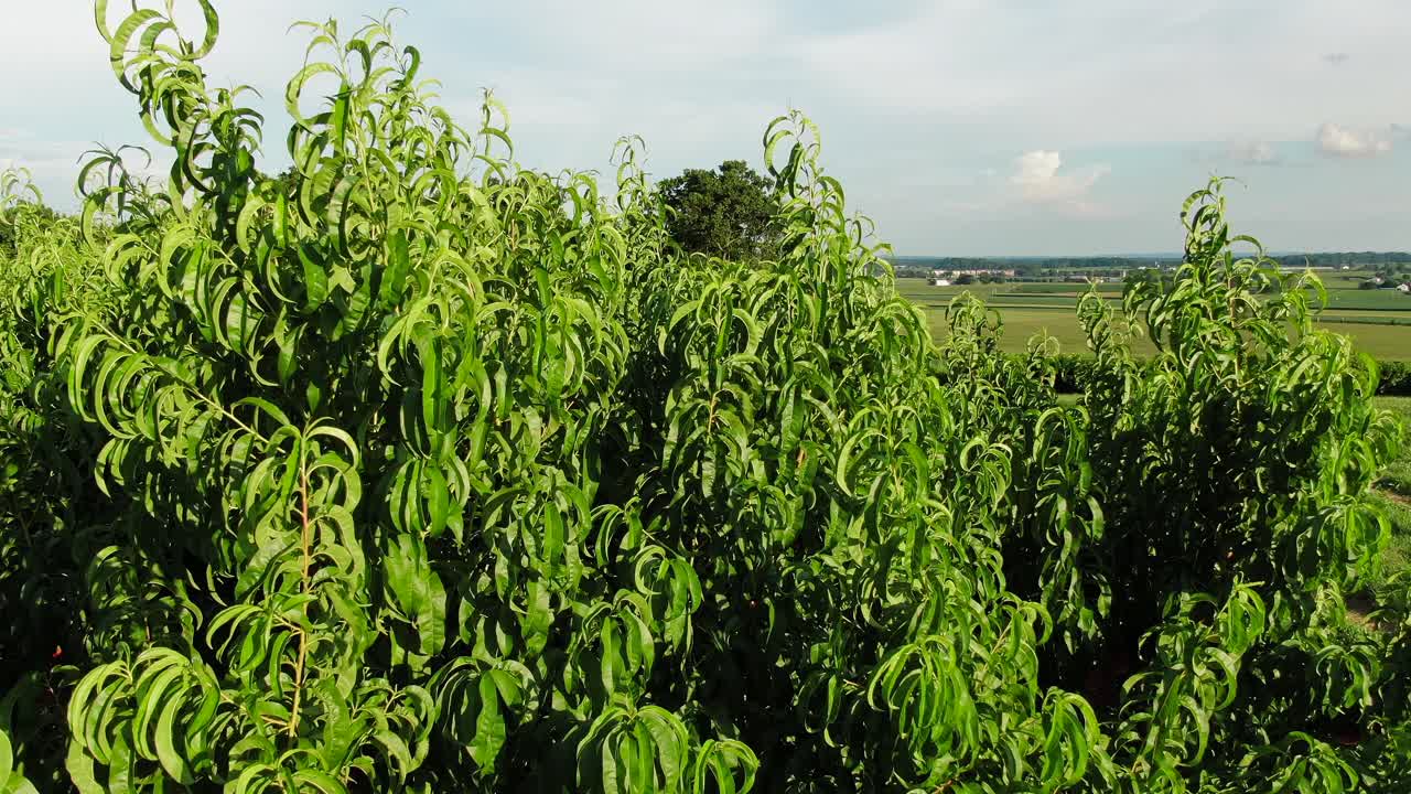 antena ascendente revela melocotonero con fruta madura, tierras de cultivo del condado de lancaster en la noche de agosto