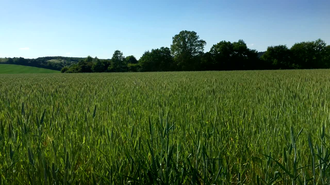 el perro viene y huye y salta.