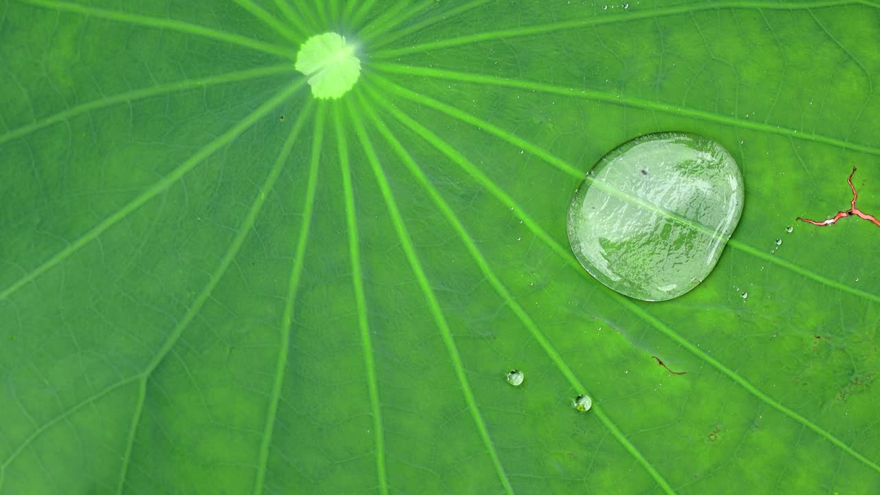 Primo piano di goccioline d'acqua - gocce di pioggia che rotolano sulla superficie di una foglia di loto verde in una giornata ventosa