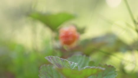 person's hand picking nordic ripe cloudberry - soft and juicy, and are rich in vitamin c