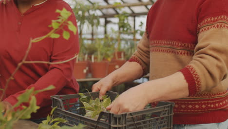 multiethnic colleagues working together in flower farm