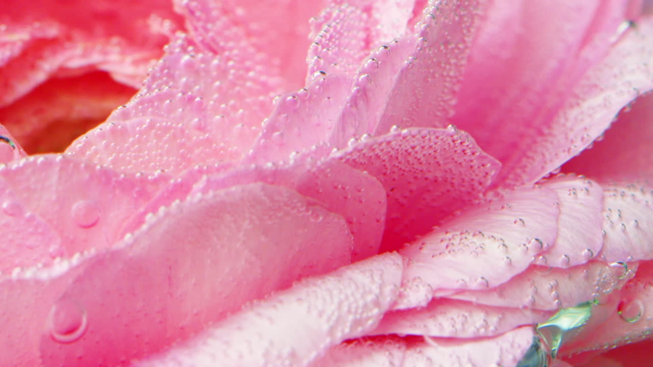 분홍색 장미 꽃잎과 거품