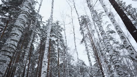 bosque nevado de invierno