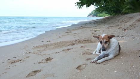 Perro-Tailandés-De-4k-Tendido-En-La-Playa-Con-Aspecto-Triste-Y-Solitario-En-Koh-Chang,-Tailandia