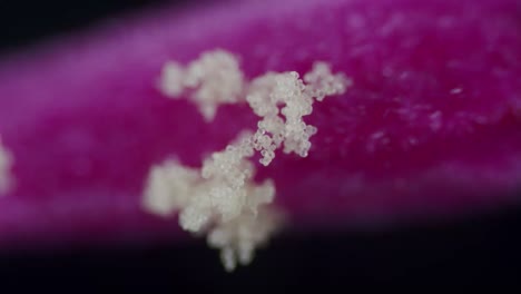 partículas microscópicas de polen en el pistilo del estigma de la flor