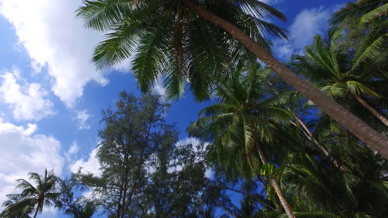 Tops of the tall palm trees over the bright blue sky with white clouds. Philippines