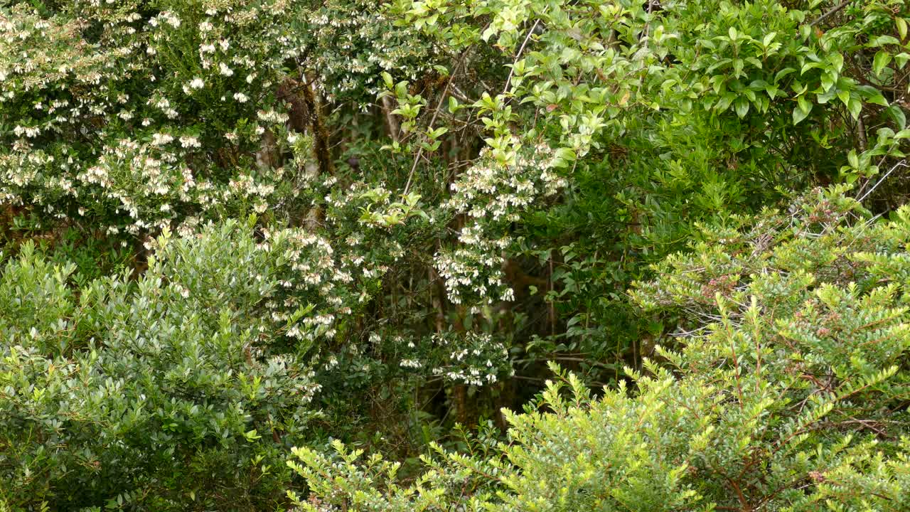 Small bird flying around the bushes looking for food on a cloudy day in a forest of Costa Rica