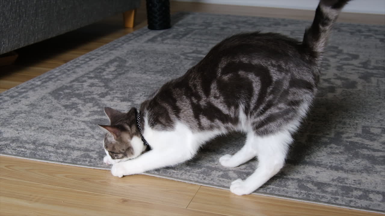Gato joven gris grande arañando la alfombra con sus garras