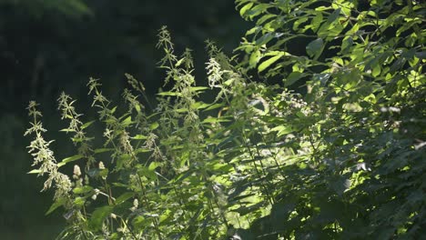 la luz del sol brilla en un arbusto de ortiga en plena floración