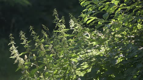 sunlight shines on a nettle bush in full bloom