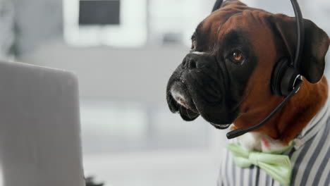 dog wearing headset