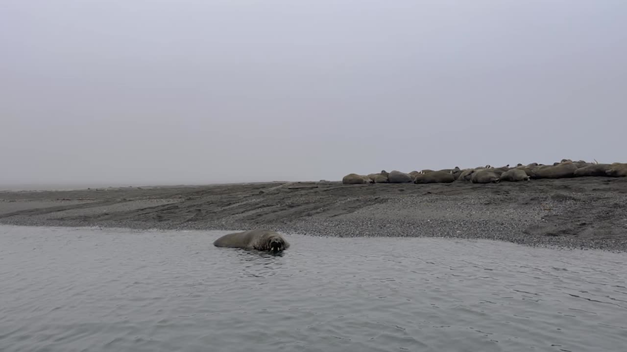 그의 식민지가 스발바르드 섬의 북쪽 해안을 따라 해변에 놓여있는 동안 물에서 수영하는 동안 당신을 쳐다보는 호기심 많은 거대한 수 ⁇  마르루스