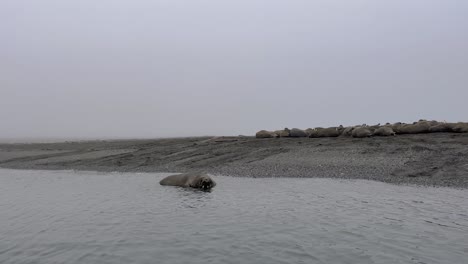 A-curious-giant-male-walrus-staring-at-you-while-swimming-in-the-water-while-his-colony-is-laying-on-the-beach-along-the-northern-coast-of-the-Svalbard-Islands