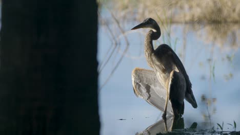 a great blue heron stands near the water’s edge, partially silhouetted in the shadows