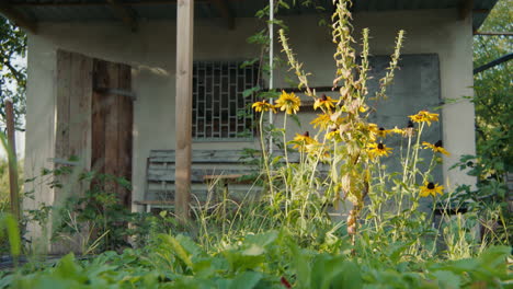 Rustic Shed with Yellow Flowers in a Garden