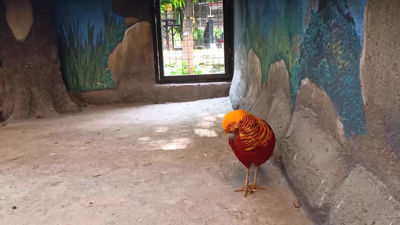 pollo con hermosas plumas predominantemente amarillas y rojas, de pie en su jaula