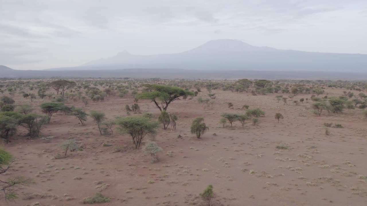 Aerial drone shot of a giraffe roaming amboseli national park in kenya