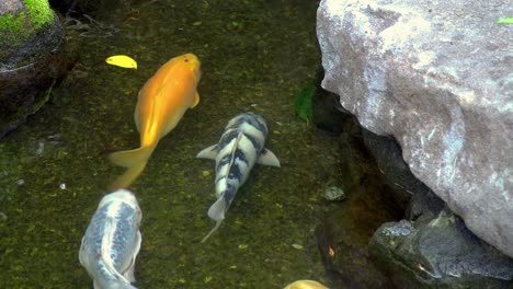 colorful koi fish swimming in a clear pond