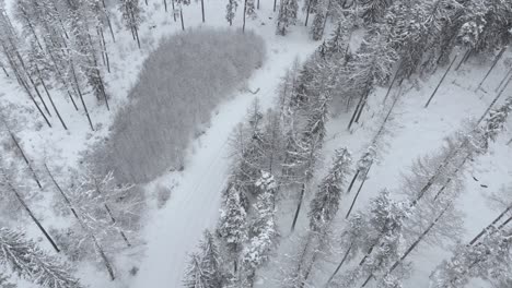 aerial shot of a suv car on snowy road turning right in middle of snow covered trees in frozen forest, on a winter day - drone shot, top down, pan right