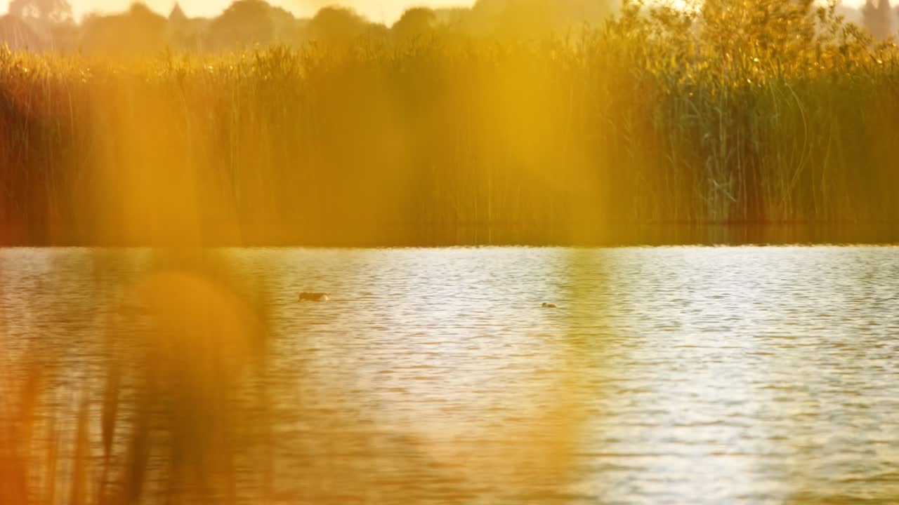familia de pájaros shelduck comunes nadan en aguas tranquilas debajo de las cañas alimentándose al atardecer