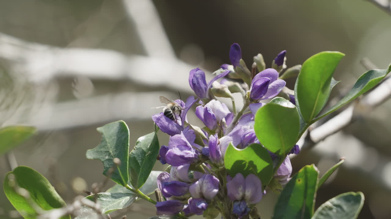 A honey bee sticks its head in to a purple flower to collect pollen