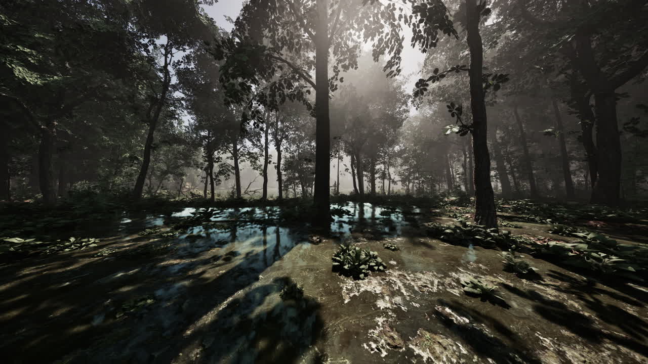 Rays of light falling through the mist and trees in the swamp