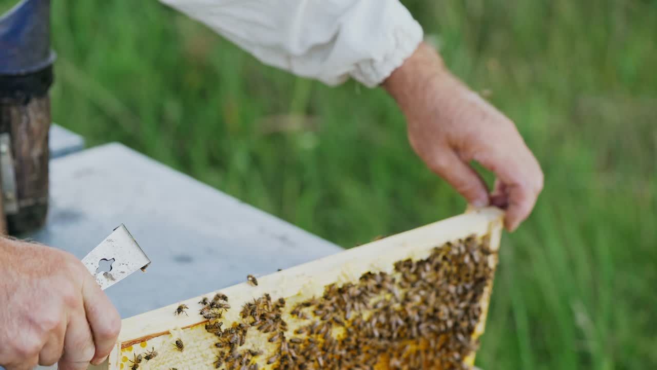 The beekeeper examines bees in honeycombs. Hands of the beekeeper. The bee is close-up.