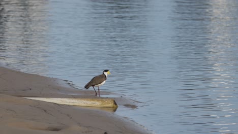 vogel steht und fliegt dann über wasser