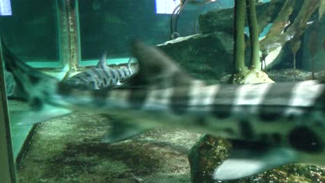 Vista-De-Los-Peces-En-El-Acuario-Del-Zoológico