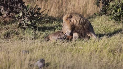 male african lion grooms himself quietly on the botswana savanna