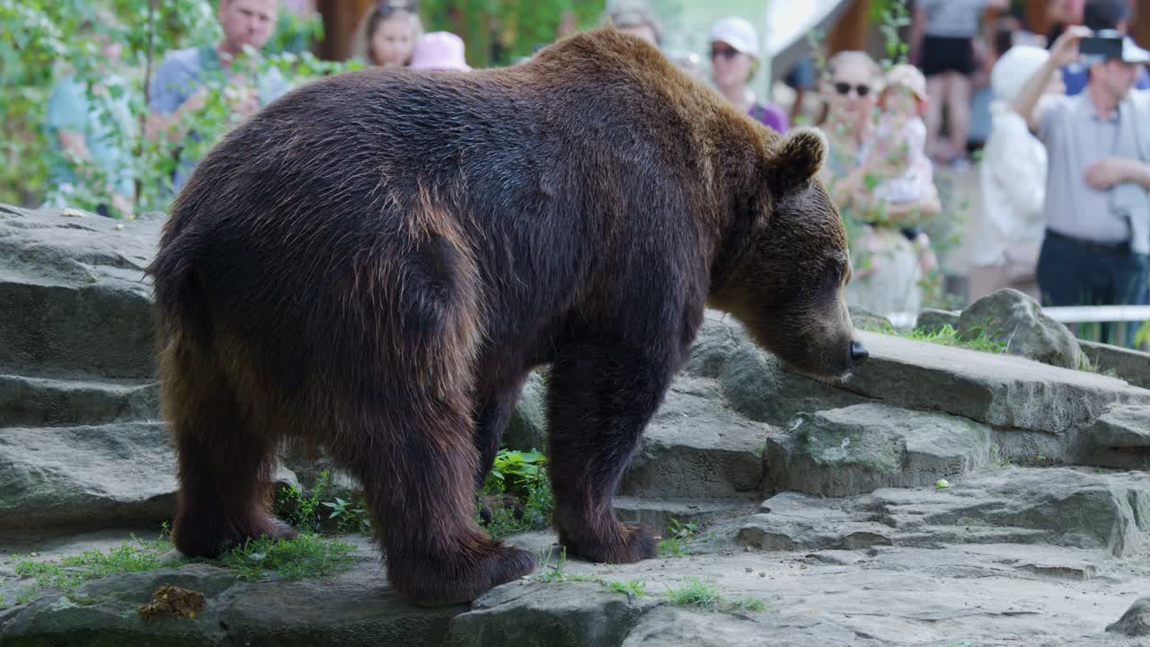 A brown bear walks and sniffs near stone steps in an outdoor zoo habitat, observed by a crowd of visitors. Daylight, steady camera, naturalistic setting