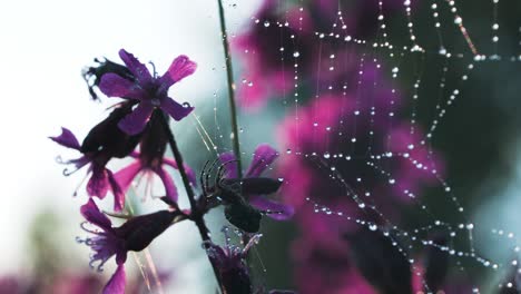 spider on a dewy web among purple flowers