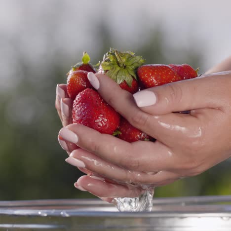 woman holds strawberry in a bucket