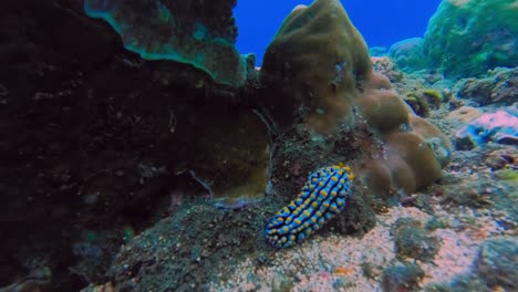 underwater time lapse of beautiful small sea slug nudibranch moving through the coral