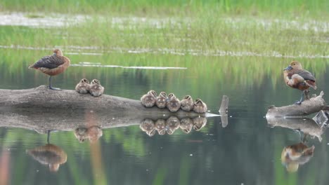 Silbido-Pato-familia-agua-estanque