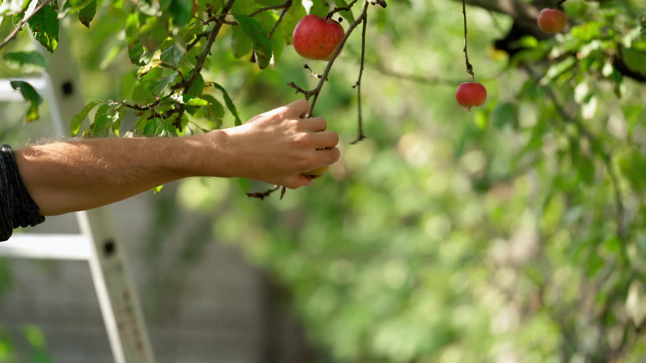 Man's hand tears apples from tree. Farmer plucking ripe fruit from apple tree. Red apples on a branch in a garden. Growing organic fruit.