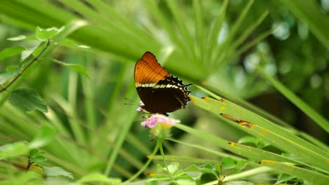 Wunderschöner-Schwarz-orangefarbener-Schmetterling-Nimmt-Den-Nektar-Von-Einer-Blühenden-Blume