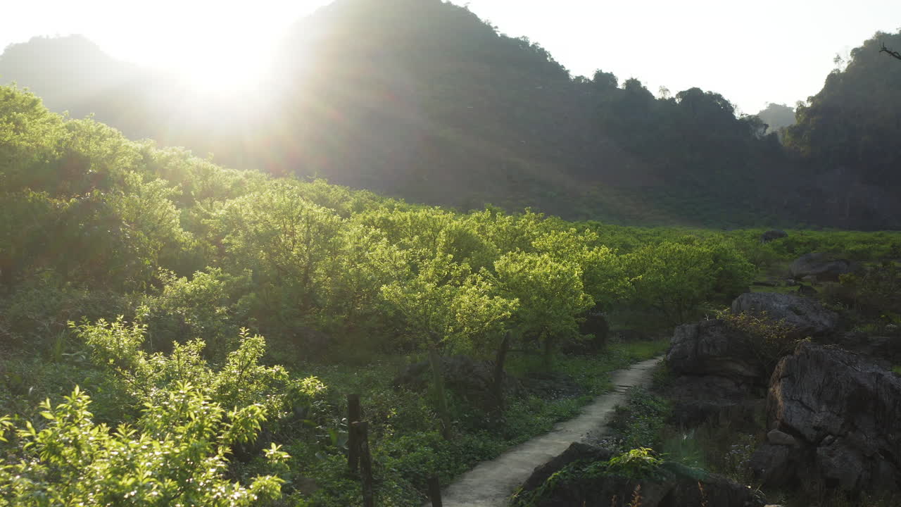 Early morning sunlight illuminates plum trees at Na Ka Plum Valley in Moc Chau, Vietnam. Zoom out reveals the lush landscape and hills during early fruit development season.