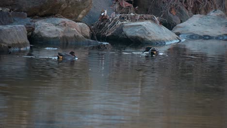 Eurasische-Krickenten-Schwimmen-Auf-Dem-Fluss-An-Großen-Felsen,-Die-Algen-Suchen