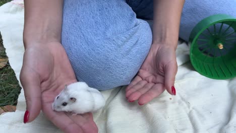 mujer sosteniendo un pequeño hámster blanco