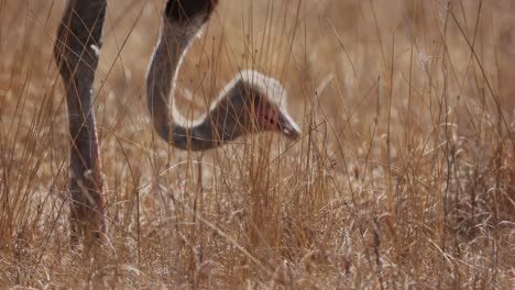 medium close up ostrich eating from the ground head down between dry grass