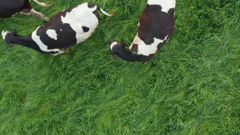 antena de arriba hacia abajo de vacas holstein en blanco y negro en campo de pasto de pradera verde